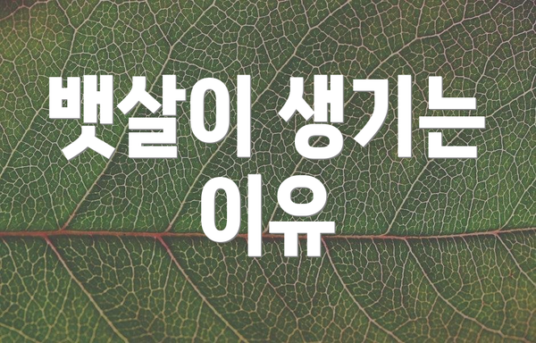 뱃살이 생기는 이유